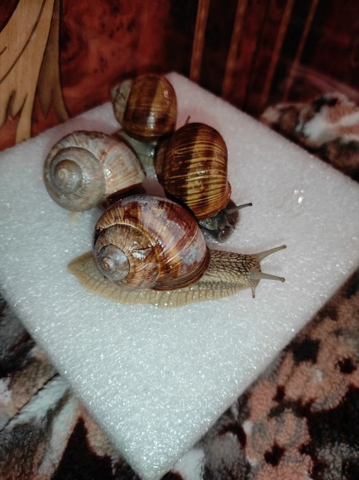 Улитки виноградные,равлик,по штучно и на вес.