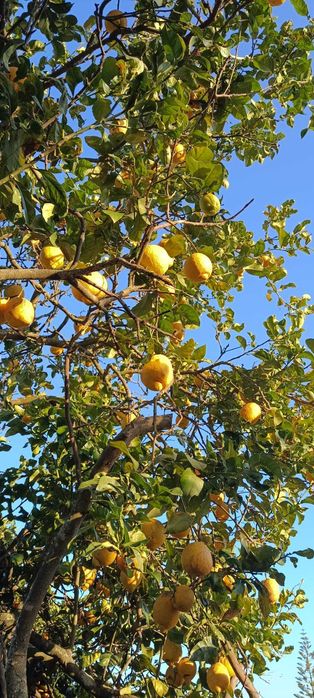 Vendo Laranjas, Clementinas, Tangerinas e Limões - Tudo 100% biológico