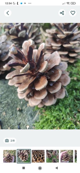 Szyszko, wysuszone, duże, 100szt. plus gratis