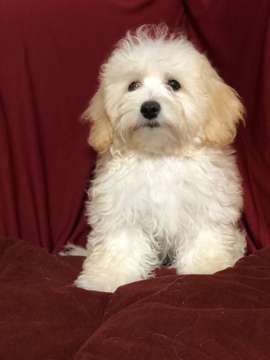 Мальтипу модный дизайнерский мальчик и девочка