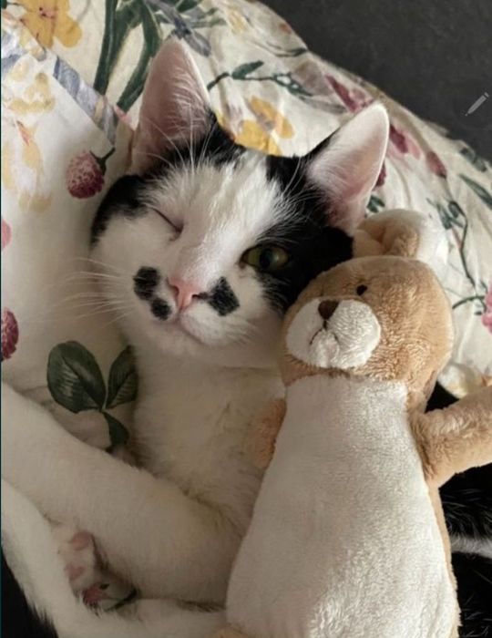 Stanisław i Patryczek kotki do adopcji! Koty, kocurki :)