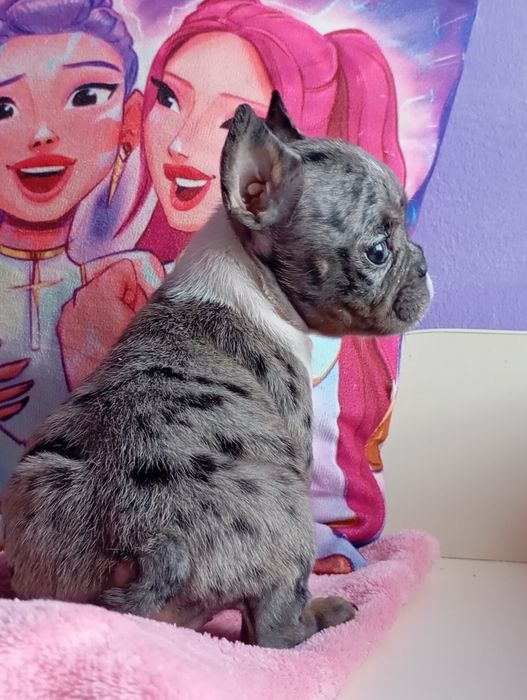 Девочка мерлешечка