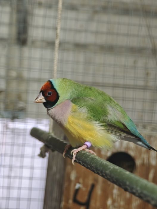 Diamantes Gold + Bengalins