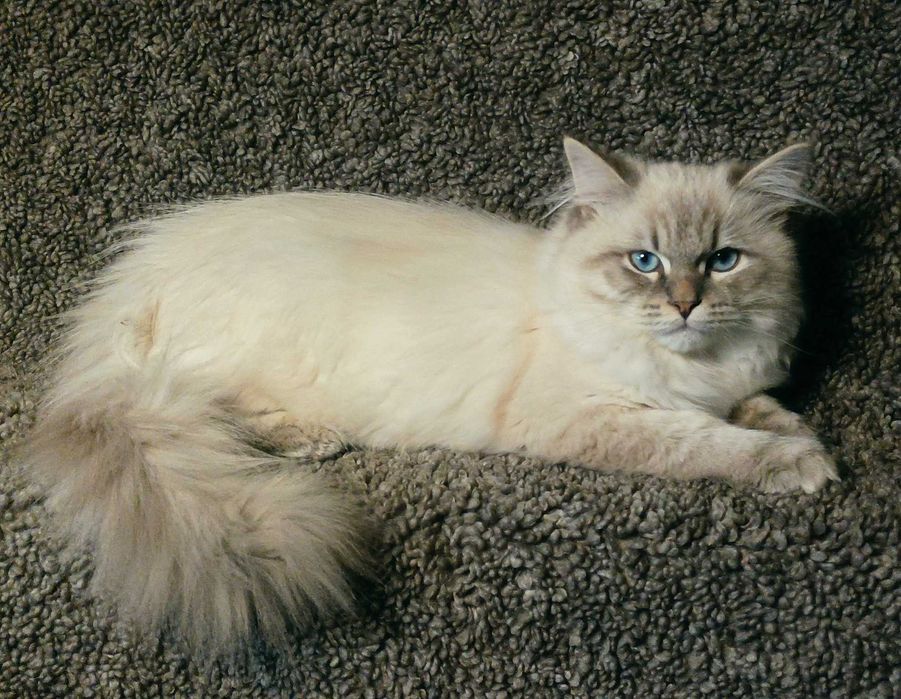 Kocurek Neva Masquarade