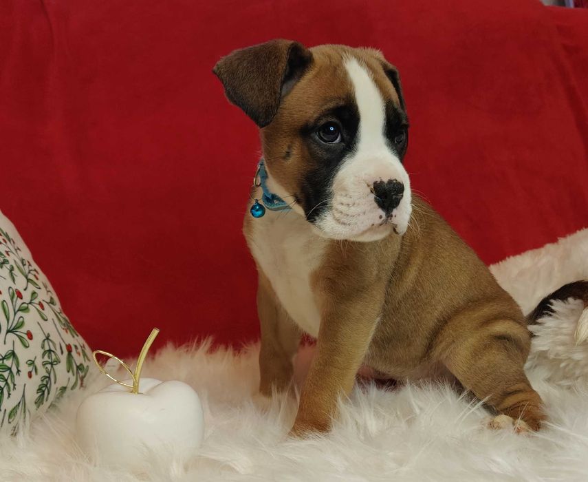 Bokser wspaniałe szczenie