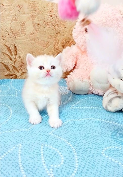 Неймовірна красунечка Срібляста шиншила