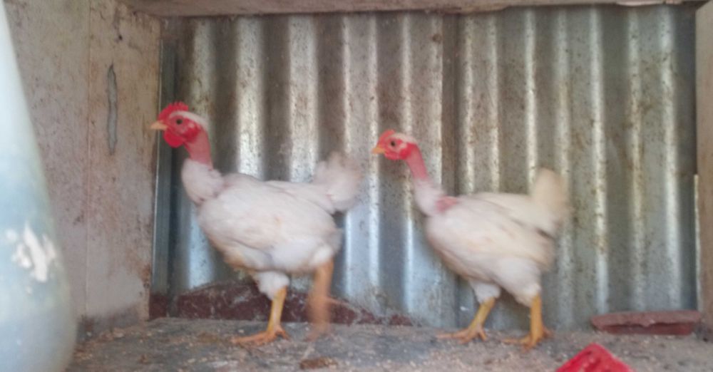 Branca Portuguesa Casal