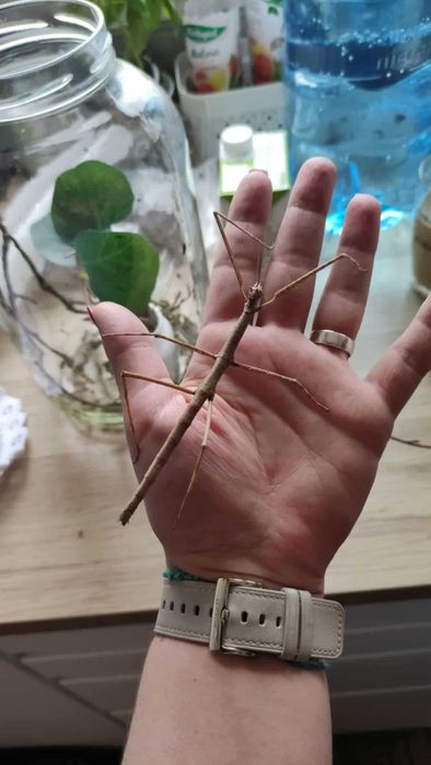 Oddam małe patyczaki
