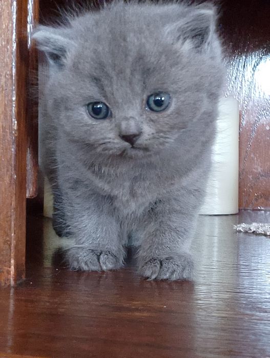 Kotek brytyjski z rodowodem.