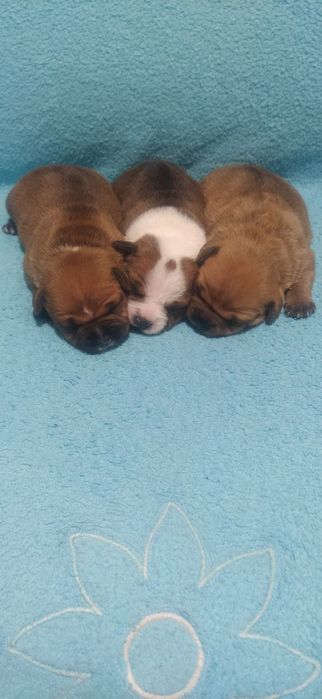 Стаффордширський бультер'єр