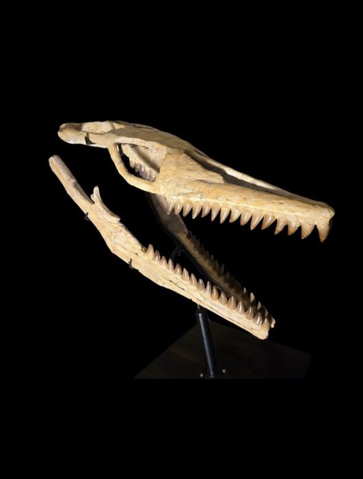 Oryginalna czaszka dinozaura Mozozaur Mososaurus