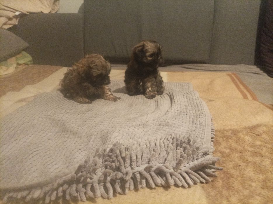 Pieski rasy Shih tzu