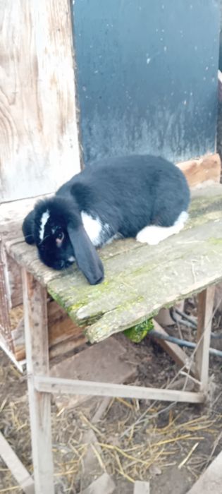 Sprzedam króliki barany francuskie