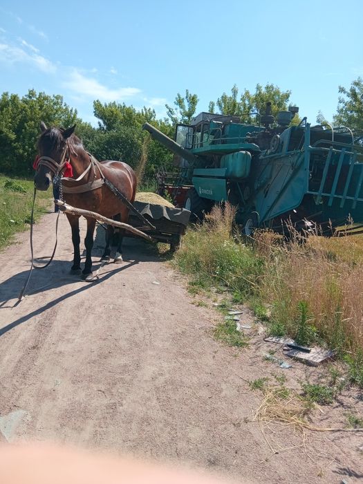 Продам кобилу 12 років