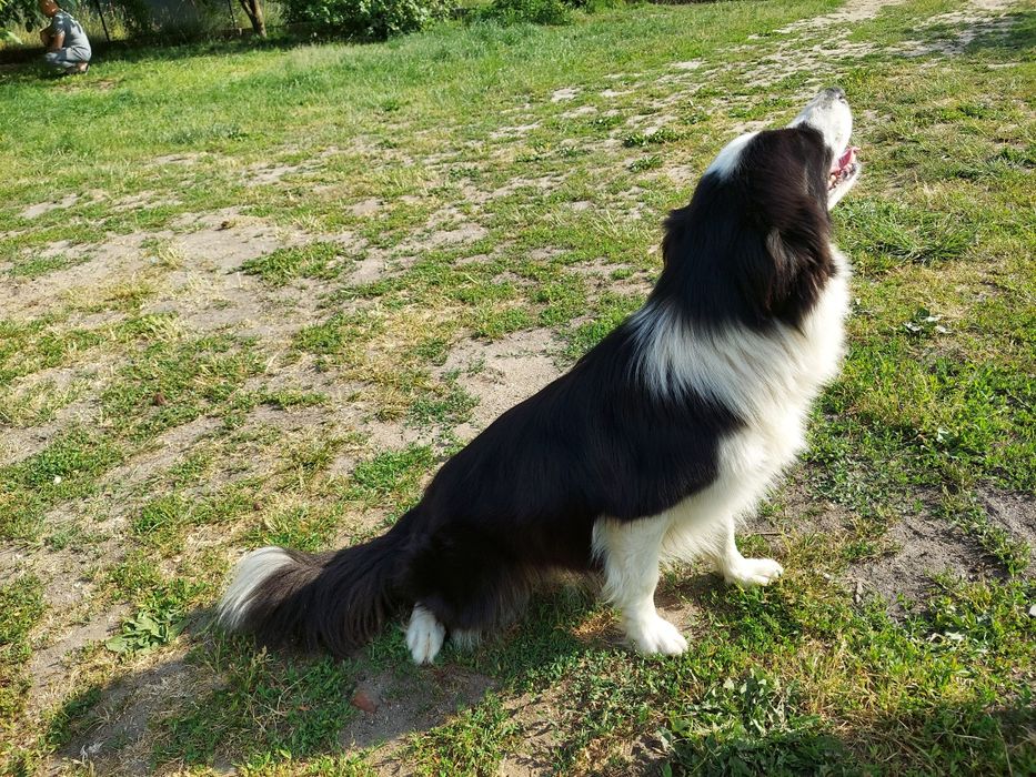 Border collie samiczka 8,5 tygodniowa z rodowodem.