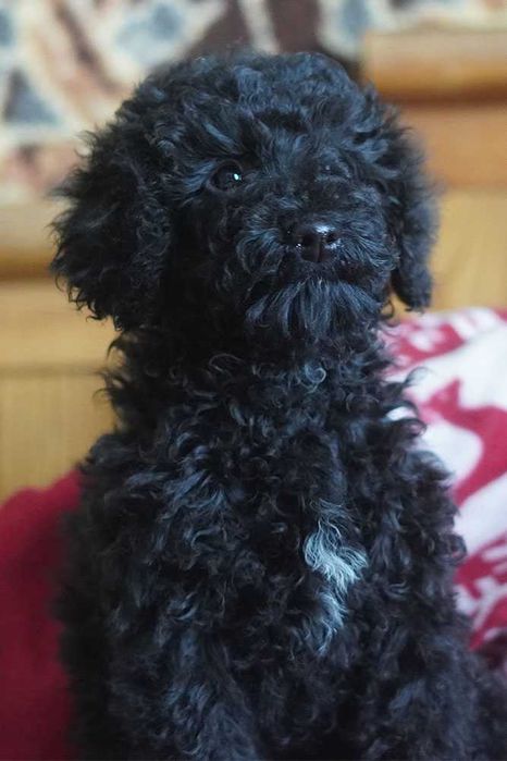 Цуценята малого пуделя