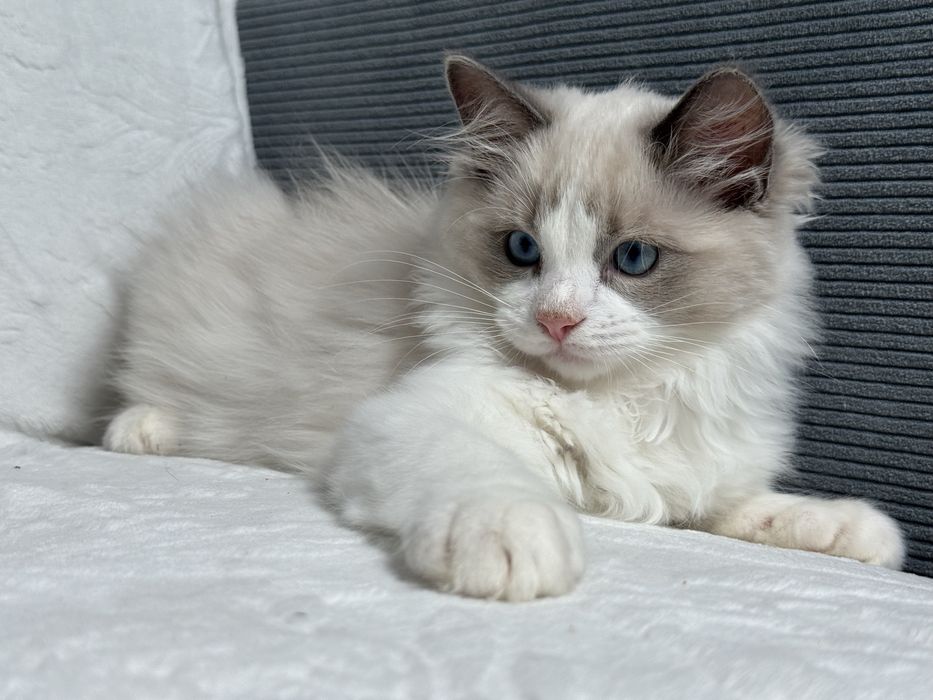 Kocur Ragdoll blue bicolour