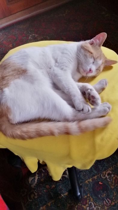 Зник котик допоможіть знайти