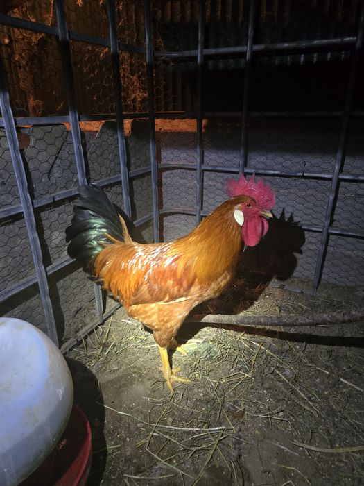 Galo  jovem bonito e saudável