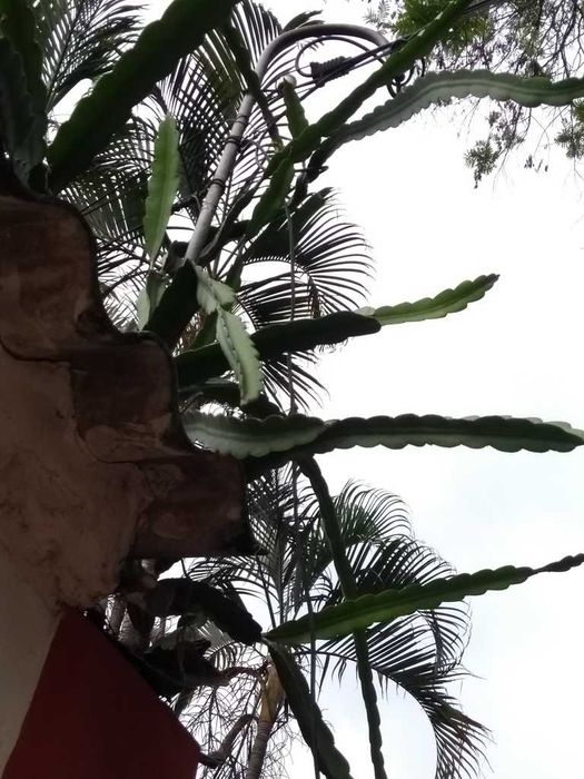 pitaja żółta (smoczy owoc) – Hylocereus megalanthus – 10 nasion