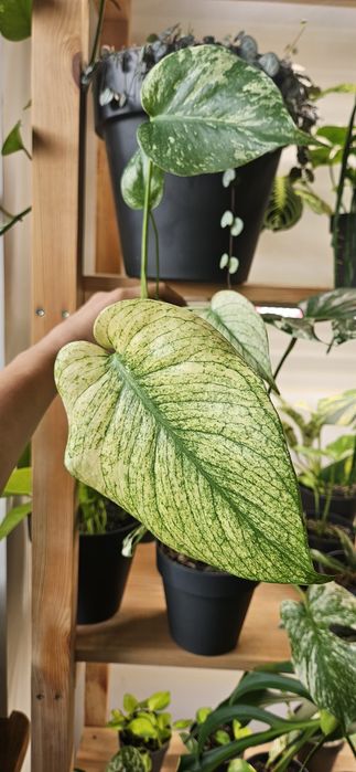 Monstera deliciosa mint