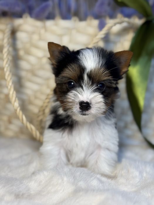 Дуже милий та красивий міні хлопчик бівер з документами КСУ