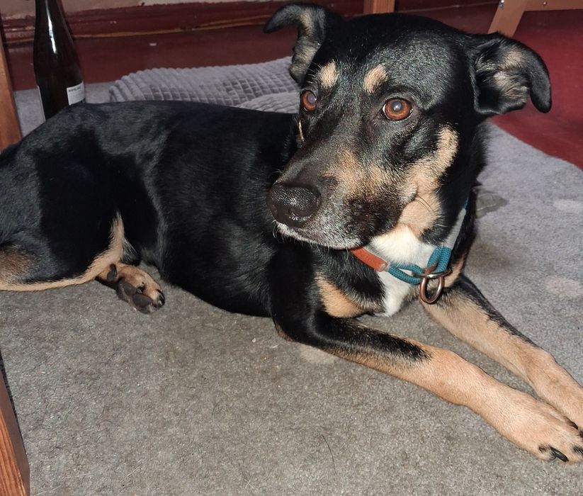 Oddam psa w dobre ręce