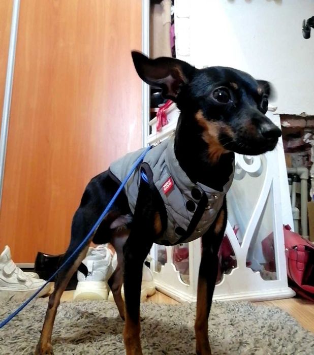 Хлопчик Той Терьер на в'язку