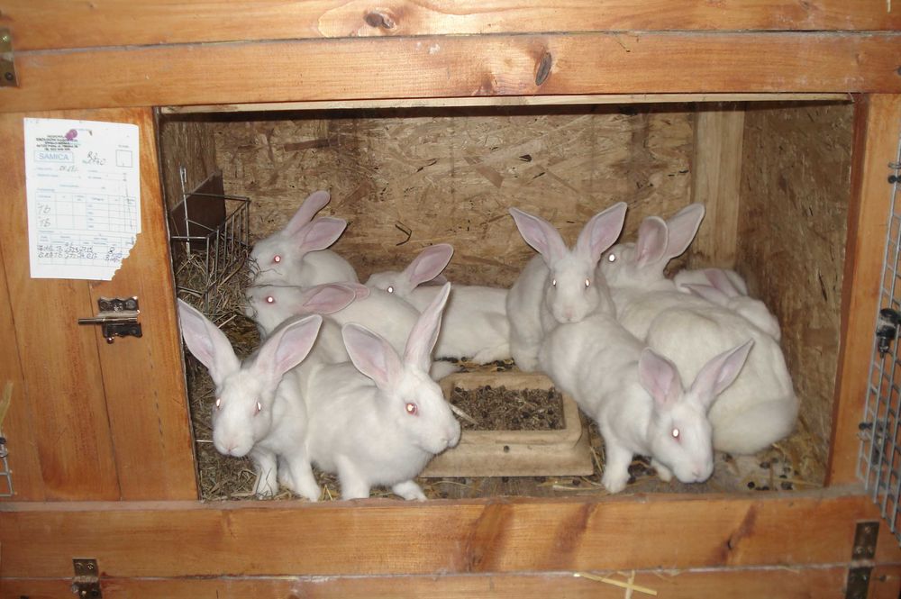 Króliki Termondzkie Białe z rodowodami