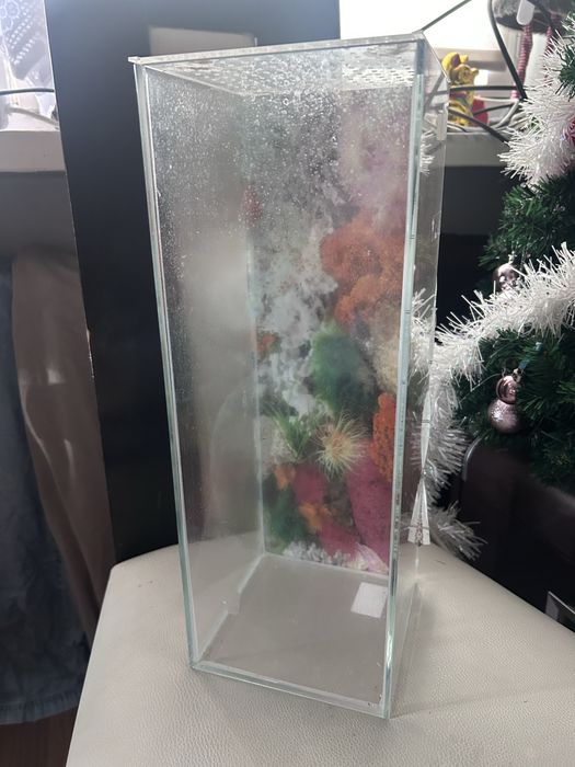 Terrarium dla modliszki