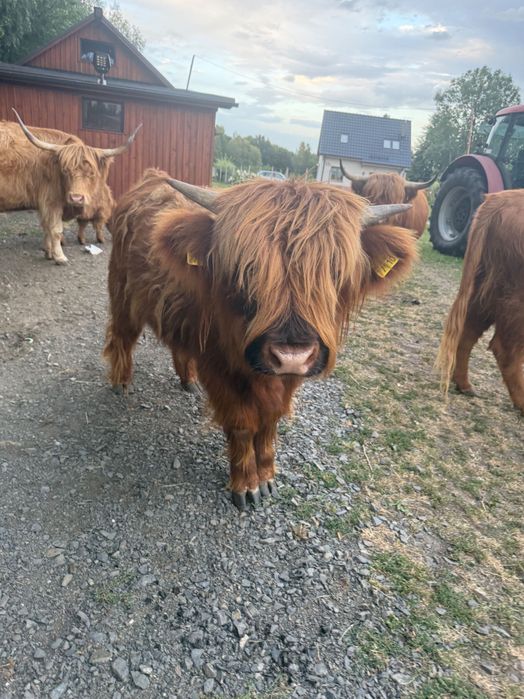 Byczek szkocki highland