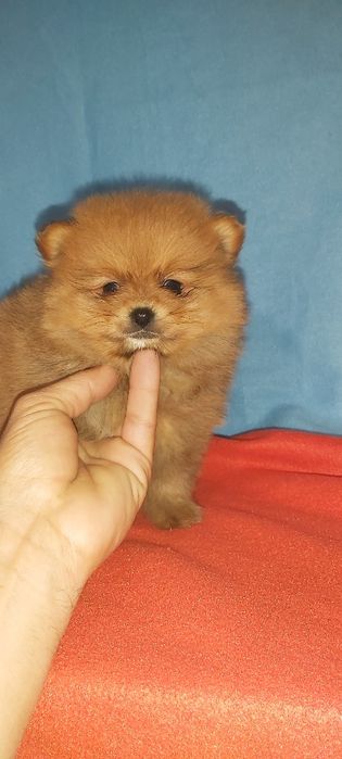 Spitz Alemão miniatura