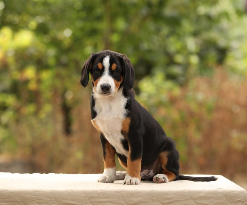 Ентлебухер Энтлебухер зенненхунд цуценята