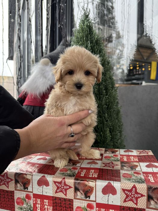 Мальтипу Ф1/Ф2 (мікро, міні, стандарт)