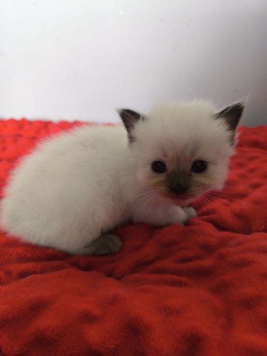 Ragdoll kotka do hodowli Seal colorpoint Rodowód FPL wielu utytułowanych przodków
