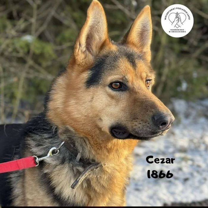 Cezar potrzebuje domu