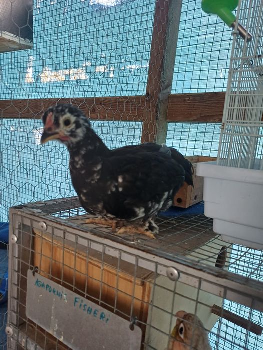 Galinhas pekim frangos e frangas