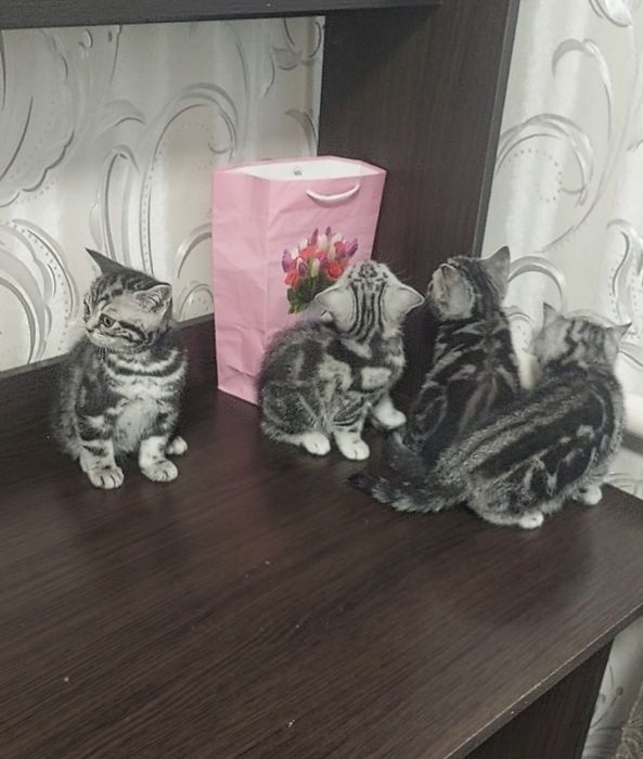 Мармурові кошенята