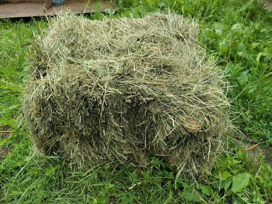 Siano sianko dla królików 11kg