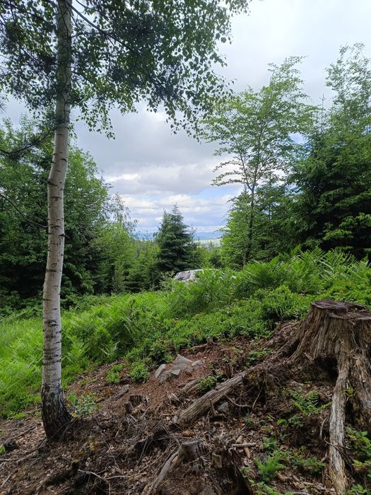 Działka leśna Gorce