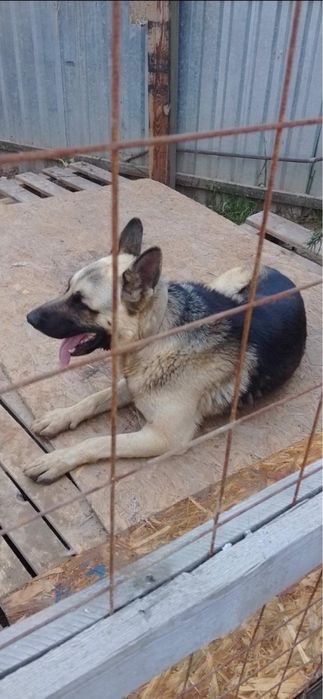 Віддам в семью  гарну охорону