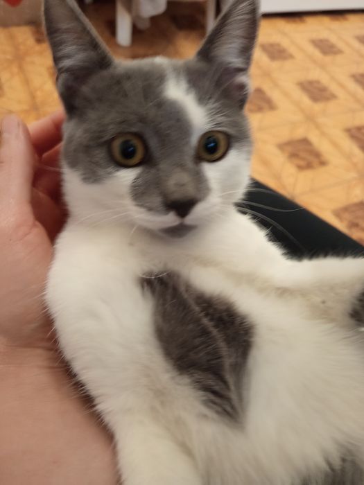 Продаются  котики