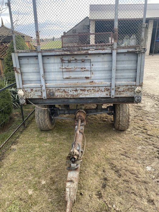 Rozrzutnik czarna białostocka