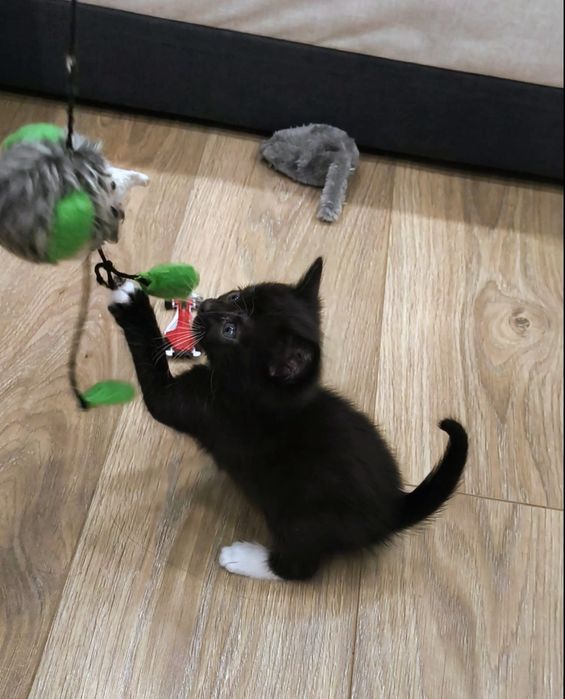 Котёнок чёрный с белыми лапками мальчик 1 месяц