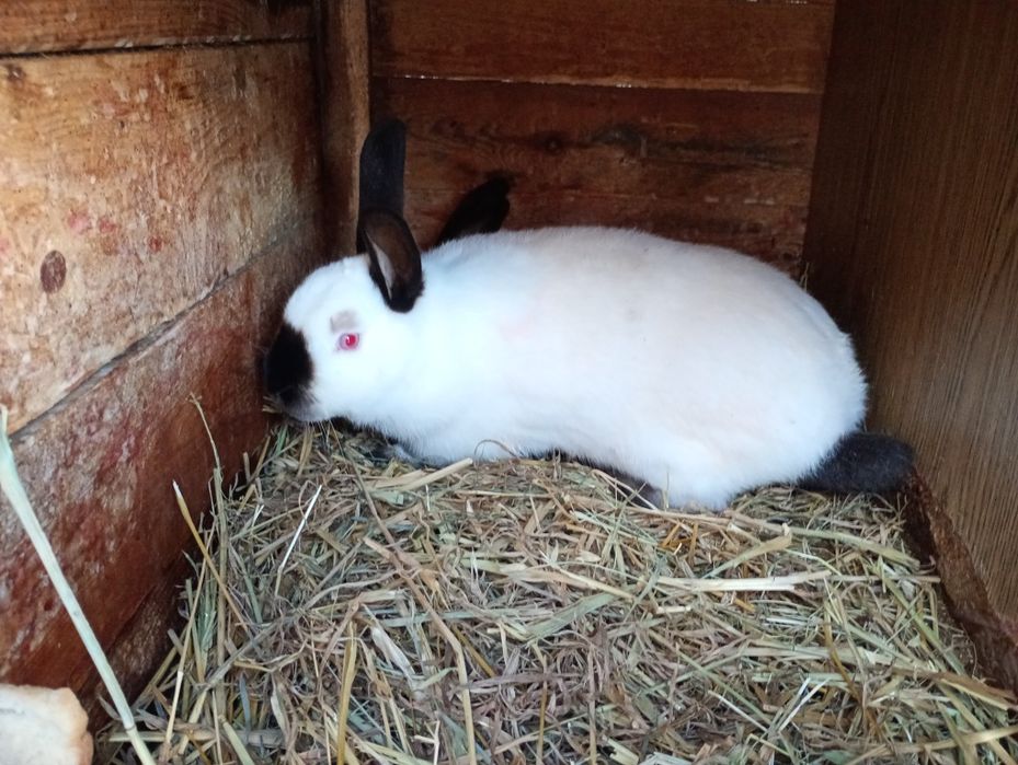 Kroliki Kalifornijskie