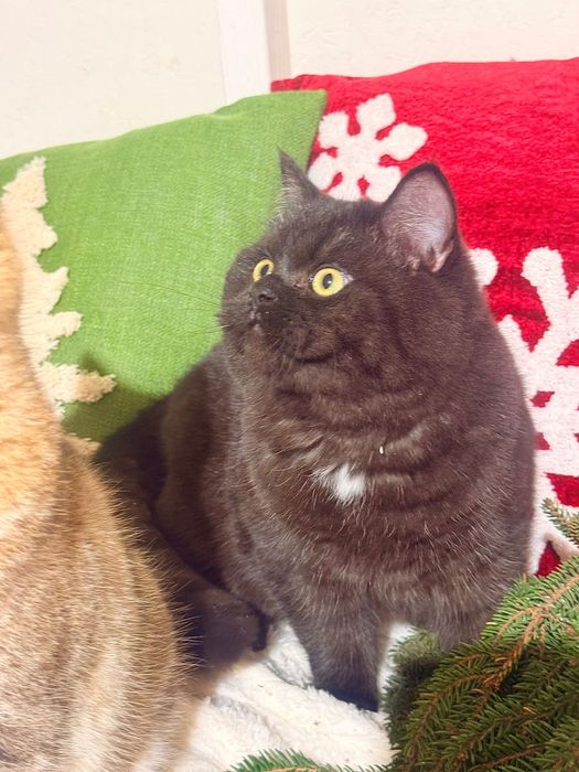 Czekoladowa dziewczynka piękność FPL FIFe