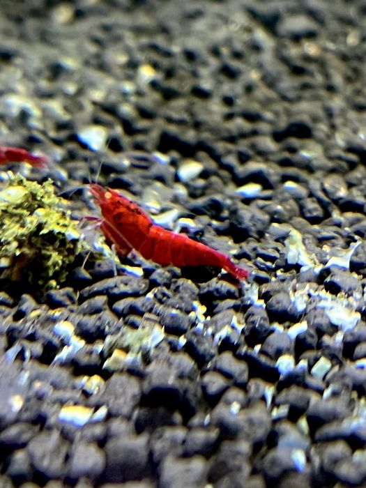 Krewetki Red Devil OE Caridina