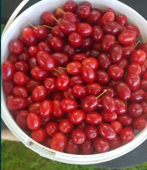 Deren jadalny dojrzały 4kg