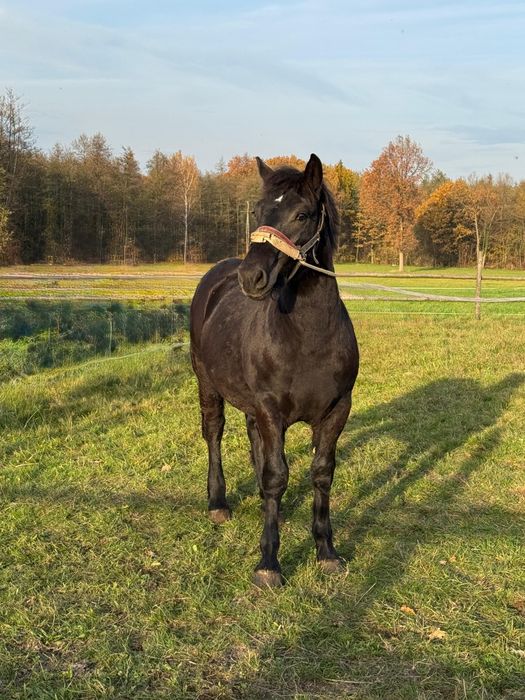 Ogierek kary zimnokrwisty