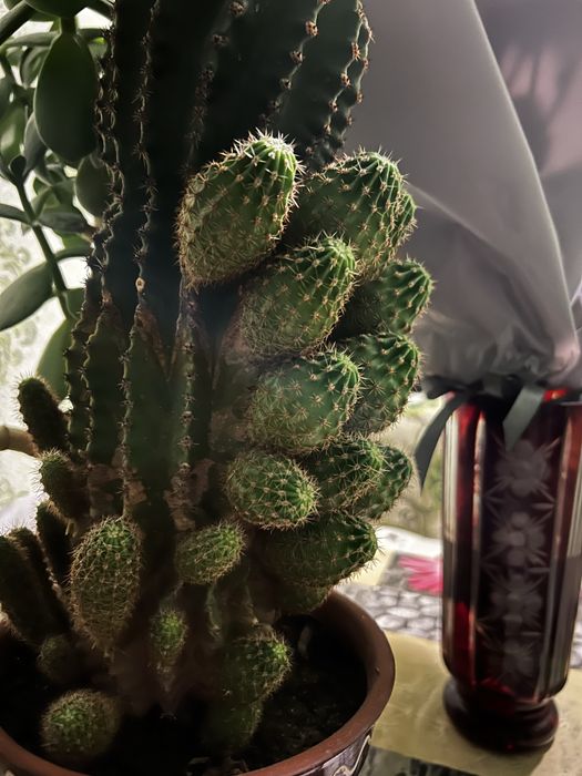 Кактуси дєтки, цвіте білим кольором